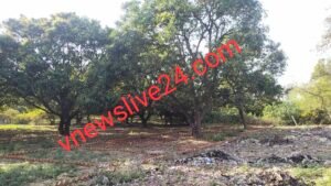 बेखबर प्रशासन कायमगंज - कंपिल रोड ग्राम जिजपुरा के पास बाग में हो रही अवैध प्लाटिंग