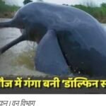 मेहंदी घाट पर 15 डाल्फिन की अठखेलियां, 12 किमी क्षेत्र बनेगा टूरिज्म जोन