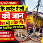 पोल में उतरा करंट, कुत्ते की मौत के बाद गोवंश भी चपेट में विद्युत विभाग के अधिकारियों ने नहीं उठाया फोन, मोहल्लेवासियों ने बांस की बल्ली से बचाई गोवंश की जान