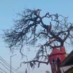 दुर्गा मंदिर के पास सूखा जर्जर पेड़ बना खतरा, हादसे की आशंका; लोगों ने प्रशासन से लगाई गुहार
